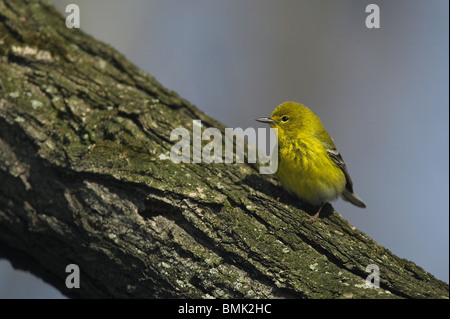 Erwachsene männliche Kiefer Warbler thront auf einem Ast Stockfoto