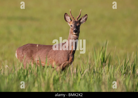 Rehe, Capreolus Capreolus, Einzel männlich Gras, Midlands, Mai 2010 Stockfoto