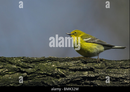 Erwachsene männliche Kiefer Warbler thront auf einem Ast Stockfoto