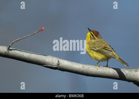 Erwachsene männliche Palm Warbler Zucht Gefieder thront auf einem Ast Stockfoto