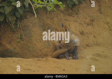 Fox Cub auf Den Eingang Stockfoto