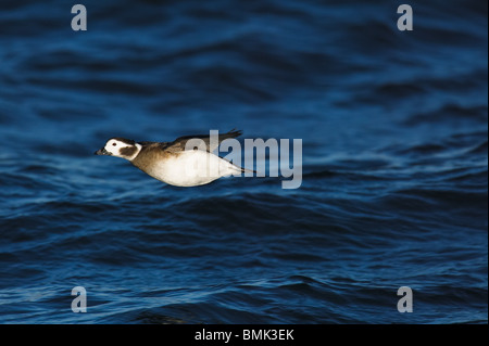 Weibliche Eisente im Flug über das Meer bei Sonnenuntergang Stockfoto