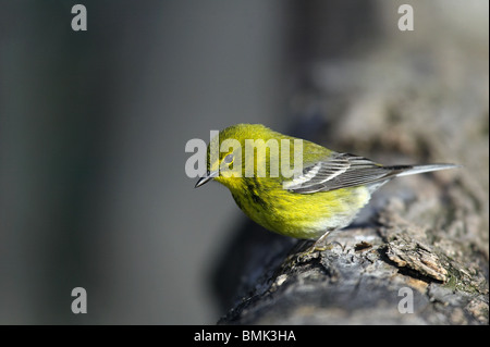 Erwachsene männliche Kiefer Warbler thront auf einem Ast Stockfoto
