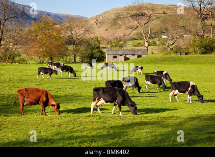 Milchkühe Vieh hüten, Weiden in einem Feld auf einem Bauernhof in der Seenplatte, Cumbria, England, UK Stockfoto