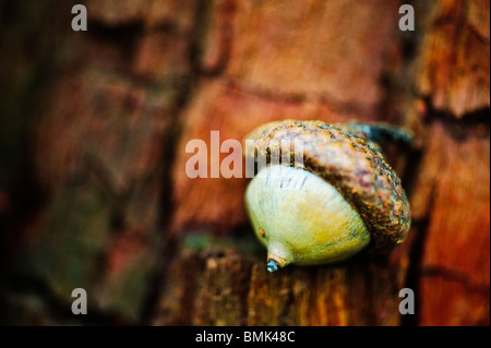 Eine Eichel ruht auf einem faulenden Baumstumpf Stockfoto