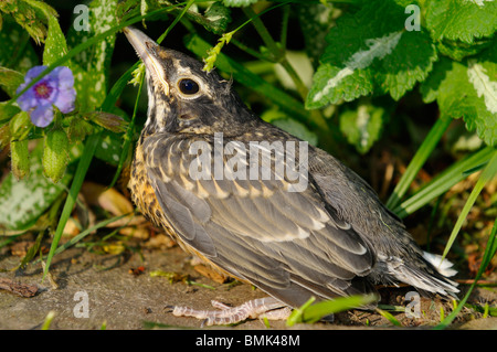 Junge Robin auf dem Boden nach dem ersten Flug aus dem Nest in Toronto Stockfoto