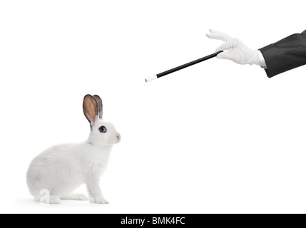 Ein weißen Kaninchen und eine Hand mit einem Zauberstab Stockfoto