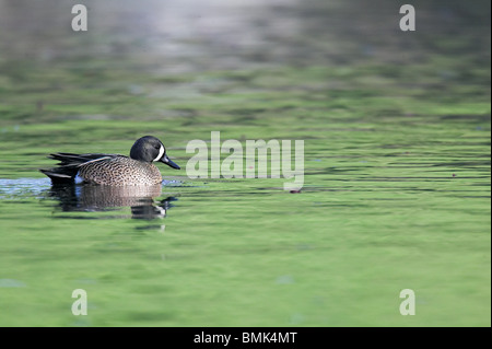 Erwachsene männliche Blue-winged Teal im grünen Wasser schwimmende Stockfoto