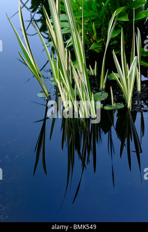 Wasser-Iris mit Lily Pond und Wasser Wegerich in noch Teich in der Abenddämmerung Stockfoto