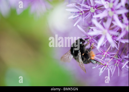Hummel, Fütterung auf Allium Globemaster Blume Stockfoto