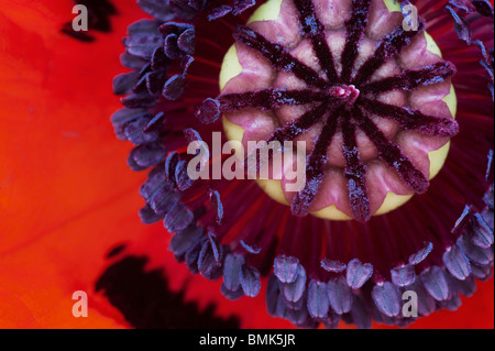 Papaver Orientale. Oriental Poppy Flower Mitte staubblatt Nahaufnahme Stockfoto