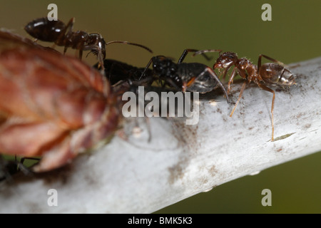 Schwarzer Garten Ameisen (Lasius Niger) tendenziell die Blattlaus manchmal roboris Stockfoto