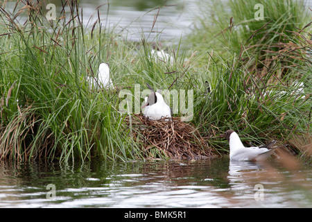 Lachmöwe an das Grosse Russweiher, Bayern. Dies ist eine Brutkolonie von Möwen. Stockfoto