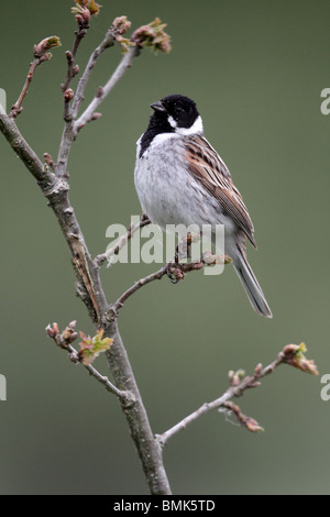 Reed bunting, Emberiza Schoeniclus Einzel männlich thront, Midlands, Mai 2010 Stockfoto