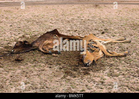 Tote Kühe am Boden, Tansania, Afrika Stockfoto