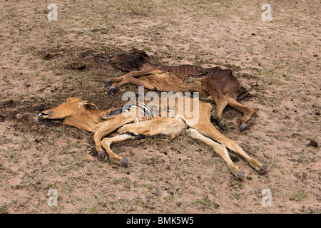 Tote Kühe am Boden, Tansania, Afrika Stockfoto