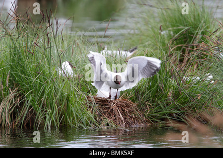 Lachmöwe ausziehen. Auf die Grosse Russweiher, Bayern getroffen. Dies ist eine Brutkolonie von Möwen. Stockfoto