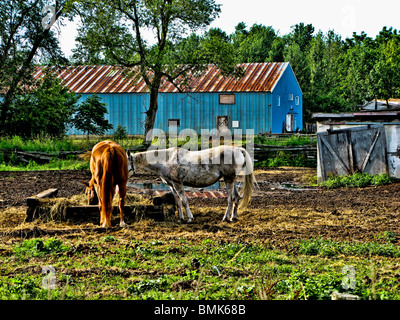 Zwei Pferde grasen auf einem ländlichen Hof Stockfoto