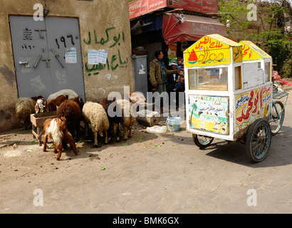 Eisverkäufer stehend durch eine Herde von Schafen und Ziegen, Souk Goma (Freitagsmarkt), Wochenmarkt, Kairo, Ägypten Stockfoto