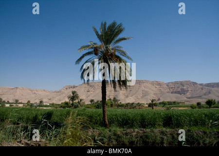 Zuckerrohr-Felder im Niltal, Dishna, Qina, Ägypten Stockfoto