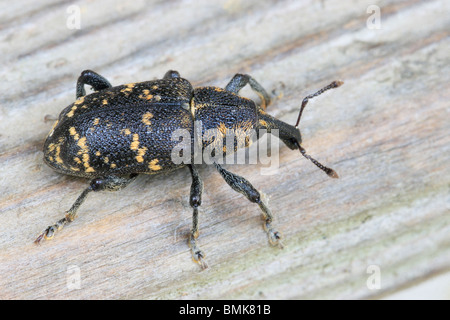 Große Kiefer Rüsselkäfer (Hylobius Abietis). Stockfoto