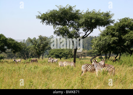 Ebenen Zebras im Mlilwane Wildlife Sanctuary, Swasiland. Stockfoto