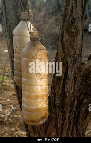 Äthiopien: Unteren Omo River Basin, Dilabino, in der Nähe von Turmi, Hamar Familie Cluster (Homestead). Wasserflaschen, die Übergabe von Zaun Stockfoto