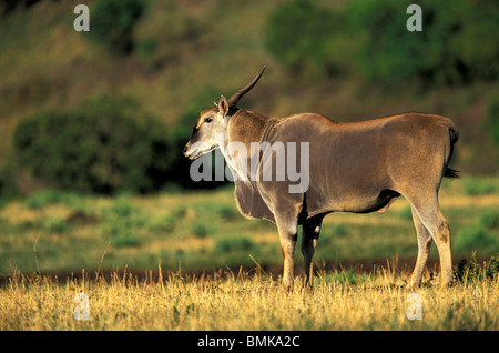 Afrika, Kenia, Masai Mara Wildreservat. Riesiges Eland (Tauro Derbianus) Stockfoto