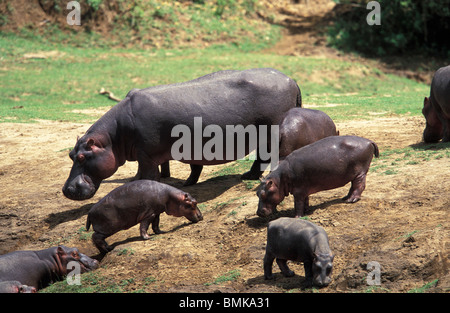 Afrika, Kenia, Masai Mara Wildreservat. Gruppe von jungen Nilpferd entlang des Mara Flusses (Hippopotamus Amphibius) Stockfoto