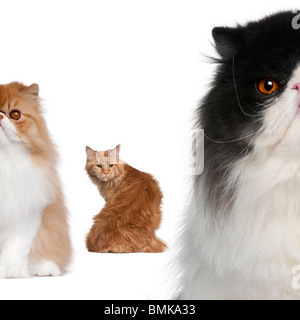 Porträt der Gruppe von Katzen vor weißem Hintergrund Stockfoto