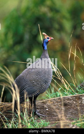 Afrika, Kenia, Samburu National Reserve. Behelmte Perlhühner (Numida Meleagris) Stockfoto