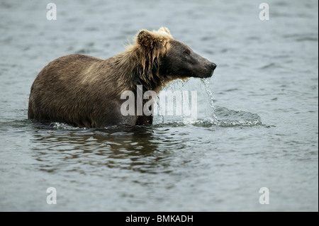 Braunbär, Brooks Falls, Katmai Nationalpark, Alaska Stockfoto