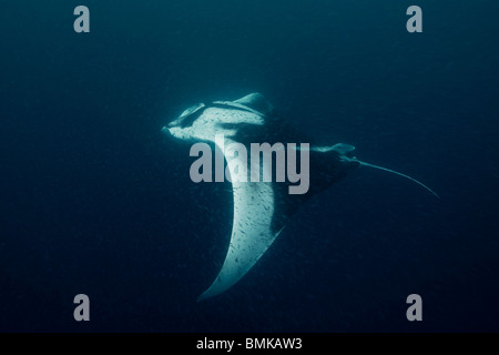 Manta Ray, Puerto Princesa Bucht der Philippinen Stockfoto