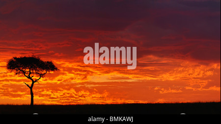 Regenschirm Thorn Akazie, Acacia Tortilis Silhouette bei Sonnenaufgang, Masai Mara Game Reserve, Kenia, Afrika Stockfoto