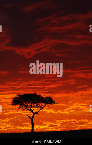 Regenschirm Thorn Akazie, Acacia Tortilis Silhouette bei Sonnenaufgang, Masai Mara Game Reserve, Kenia, Afrika Stockfoto