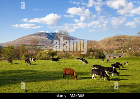 Kühe, Milchkuhherde, auf einem Feld und einer Landschaft im Lake District, England, Großbritannien mit Blencathra dahinter Stockfoto