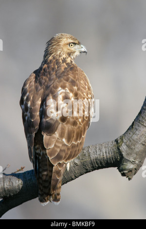 Rot - angebundener Falke thront auf einem Ast Stockfoto