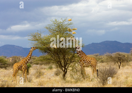 Afrika, Kenia. Zwei Giraffen fressen Blätter. Stockfoto