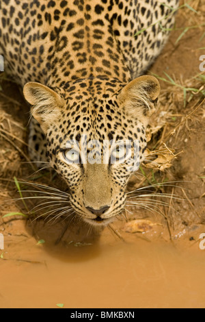 Leopard, Panthera Pardus, trinken aus einem Wasserloch in der Masai Mara GR, Kenia. Stockfoto
