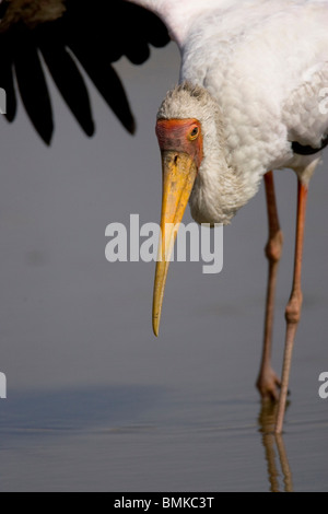 Gelb-billed Storch Mycteria Ibis, jagen kleine Wirbeltiere in flachen Gewässern, Samburu, Tansania. Stockfoto