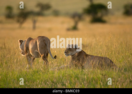 African Lion, Panthera Leo, paar in der Masai Mara GR, Kenia. Stockfoto