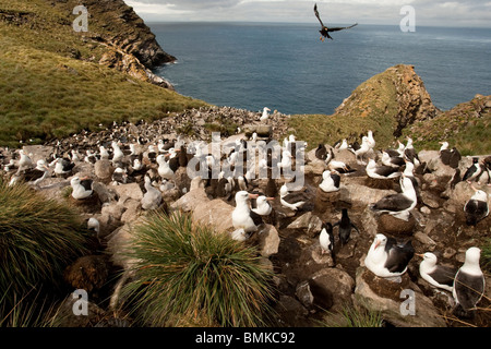 Black-browed Albatros, Thalassarche Melanophrys, Kolonie mit einer Jagd Skua über auf den Falkland-Inseln zu fliegen. Stockfoto