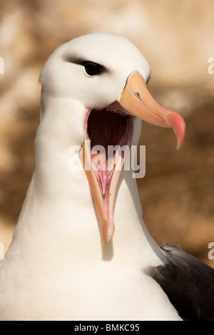 Black-browed Albatros, Thalassarche Melanophrys, rief in den Falkland-Inseln. Stockfoto