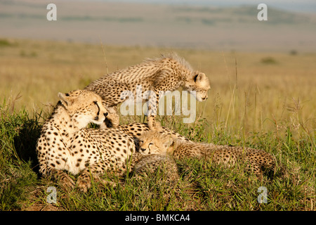 Gepard, Acinonyx Jubatus, mit Cub in der Masai Mara GR, Kenia. Stockfoto