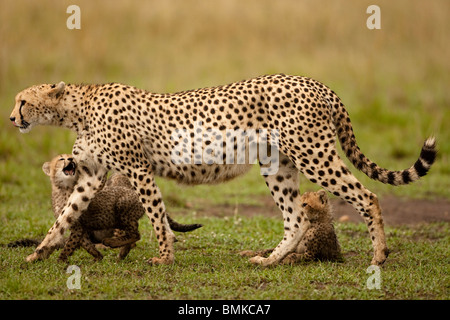 Gepard, Acinonyx Jubatus, mit Cub in der Masai Mara GR, Kenia. Stockfoto