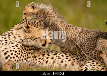 Gepard, Acinonyx Jubatus, mit Cub in der Masai Mara GR, Kenia. Stockfoto