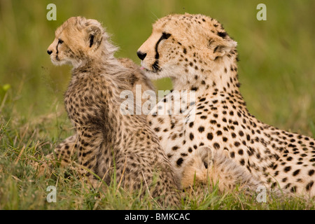 Gepard, Acinonyx Jubatus, mit Cub in der Masai Mara GR, Kenia. Stockfoto