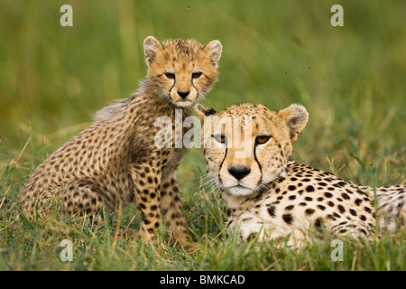 Gepard, Acinonyx Jubatus, mit Cub in der Masai Mara GR, Kenia. Stockfoto