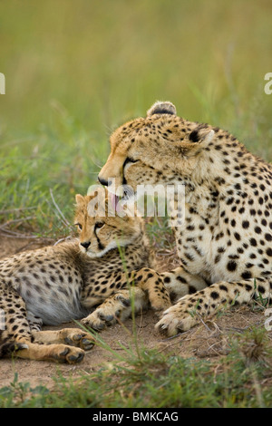 Gepard, Acinonyx Jubatus, mit Cub in der Masai Mara GR, Kenia. Stockfoto