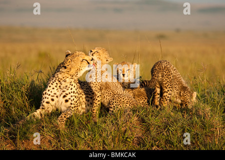 Gepard, Acinonyx Jubatus, mit Cub in der Masai Mara GR, Kenia. Stockfoto